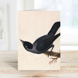 Jackdaw William Lewin Kort