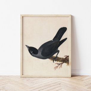 Jackdaw William Lewin Poster