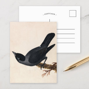 Jackdaw William Lewin Vykort