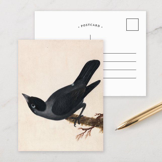 Jackdaw | William Lewin Vykort (Skapare uppladdad)