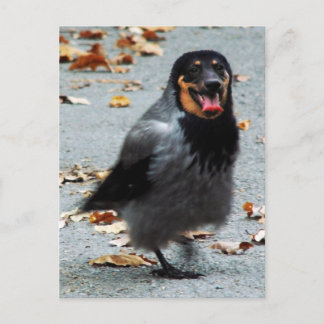 Jackdog Vykort