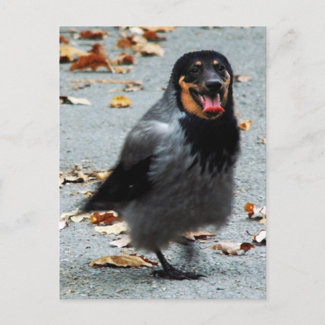 Jackdog Vykort (Framsida)