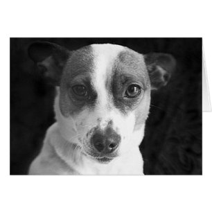 Jacken Russell Stare OBS Kort