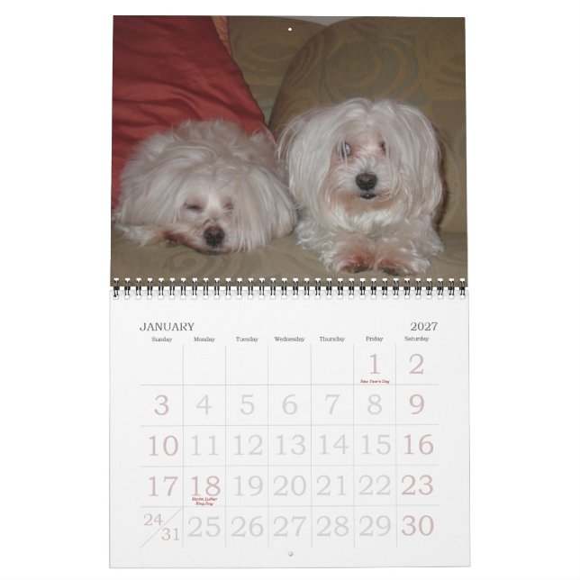 Jackie & Sassys Vild & Krazy Äventyr Kalender (Jan 2027)