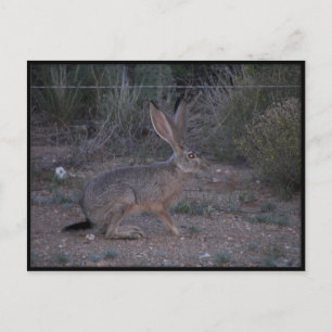 Jackrabbit Vykort