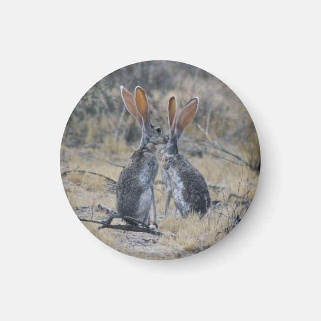 Jackrabbits Magnet (Framsidan)