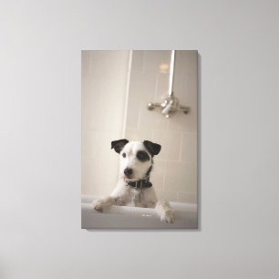 Jackrussell terrier. canvastryck