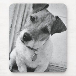 JackRussell Terrier Musmatta