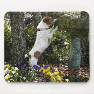 JACKRUSSELL TERRIER MUSMATTA