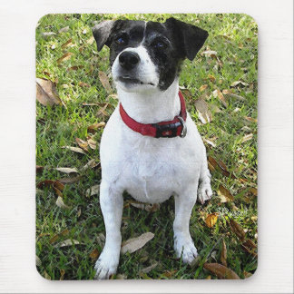 JACKRUSSELL TERRIER MUSMATTA