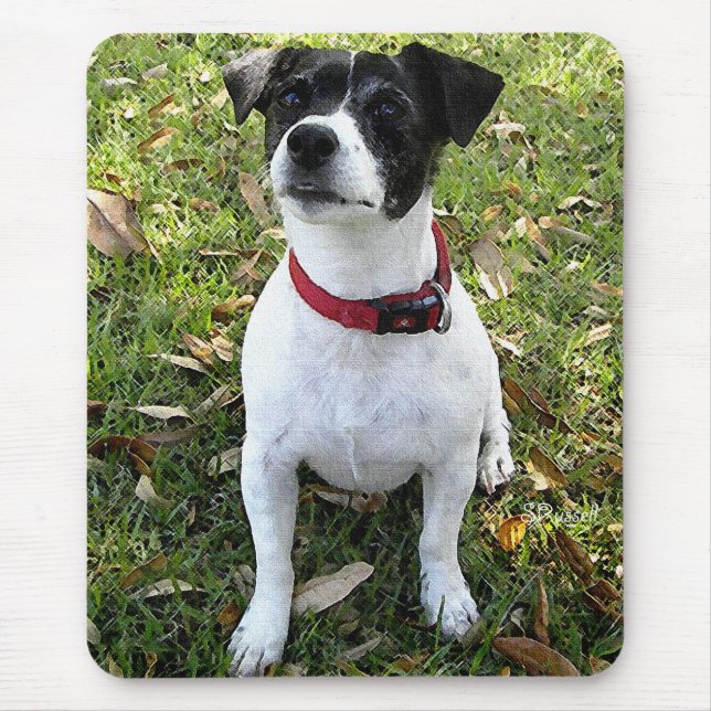 JACKRUSSELL TERRIER MUSMATTA (Framsidan)