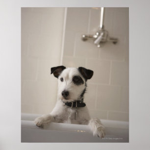 Jackrussell terrier. poster