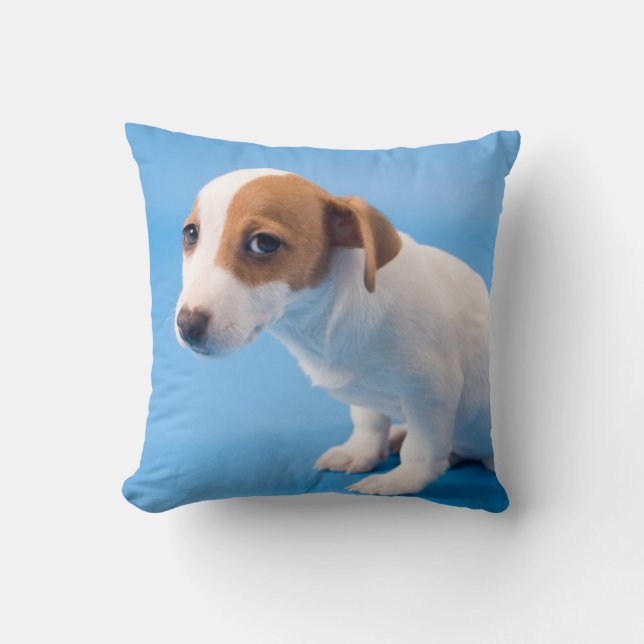 JackRussell valp Kudde (Framsida)