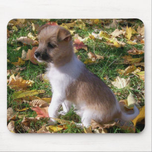JackRussell valp Musmatta