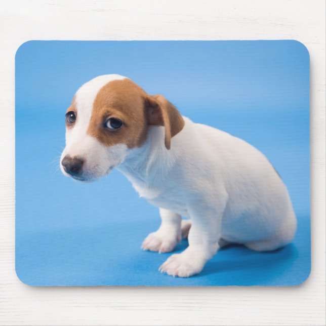 JackRussell valp Musmatta (Framsidan)