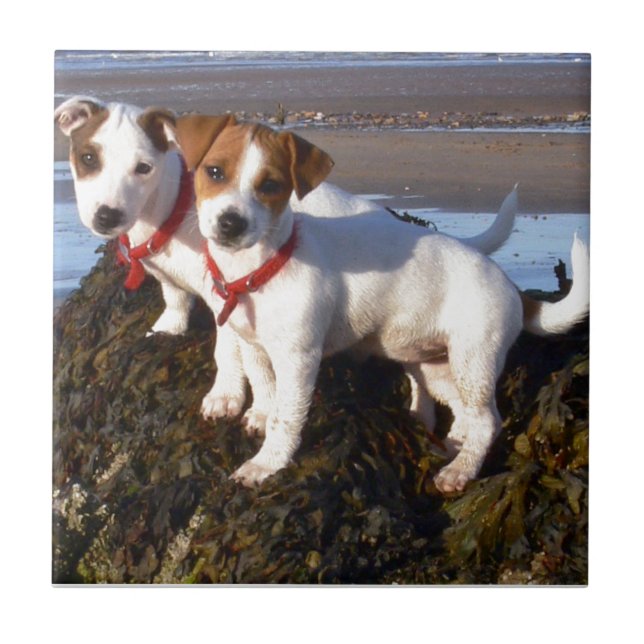 JackRussell valpar Kakelplatta (Framsidan)