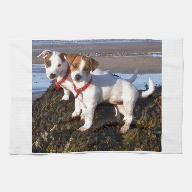 JackRussell valpar Kökshandduk (Horisontell)