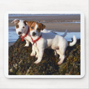 JackRussell valpar Musmatta