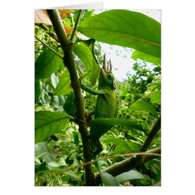 Jackson Chameleon Hälsningskort (Framsidan)