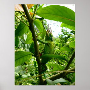 Jackson Chameleon Poster