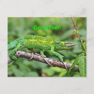 Jacksons Chameleon Vykort