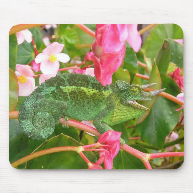 Jacksons kameleont Mousepad Musmatta (Framsidan)