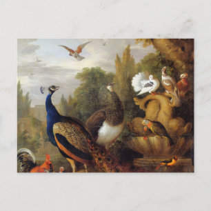 Jacob Bogdani Peacock Peahen Parrots Canary Vykort