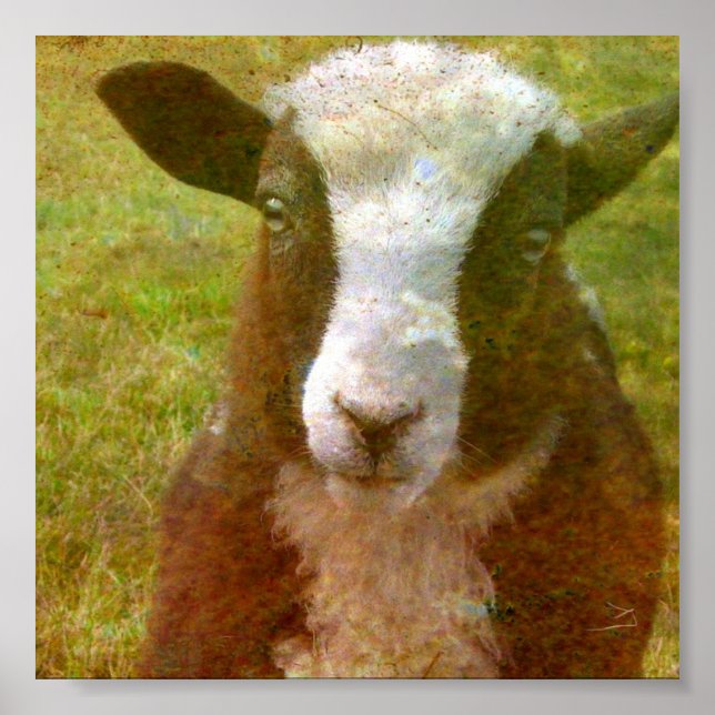 Jacob Lamb Poster (Framsidan)