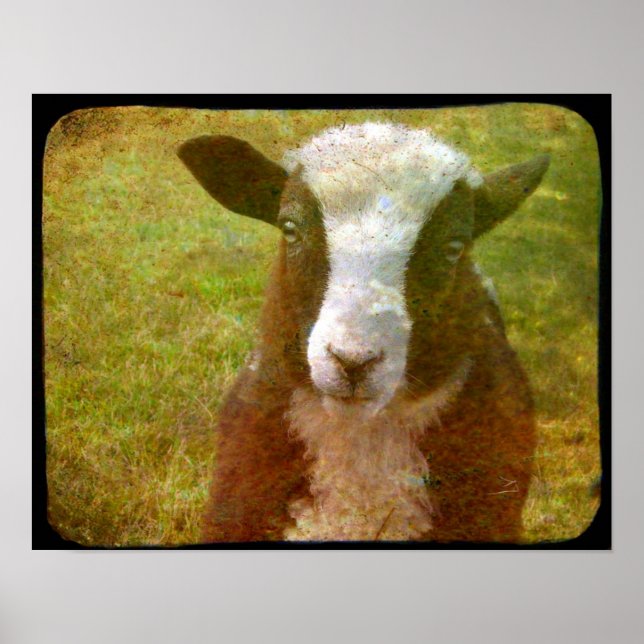 Jacob Lamb Poster (Framsidan)