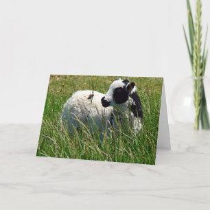 Jacob Ram Lamb Kort