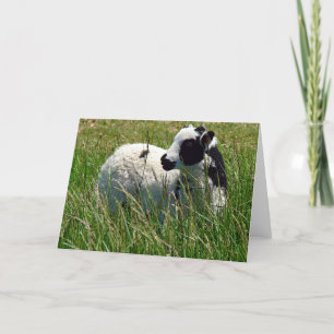 Jacob Ram Lamb Kort