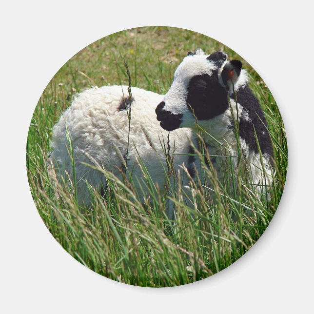 Jacob Ram Lamb Magnet (Framsidan)