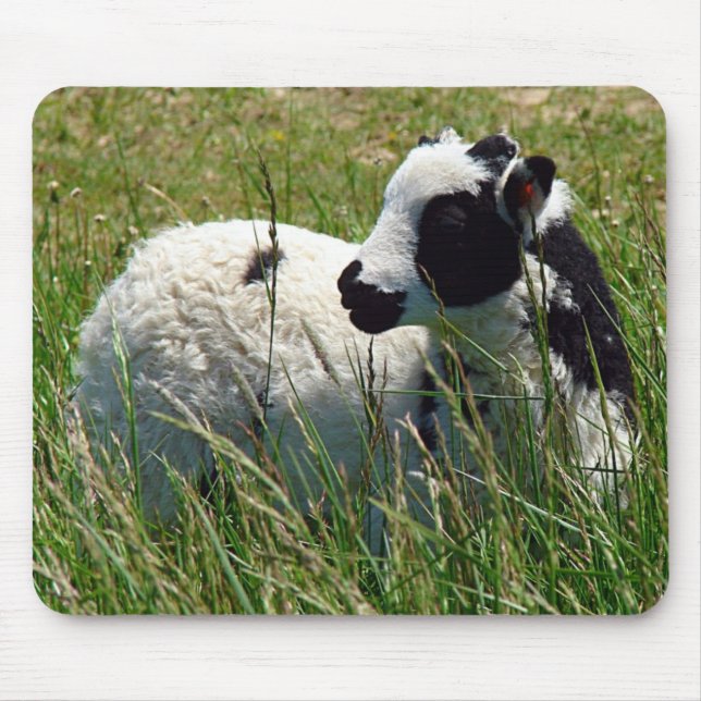 Jacob Ram Lamb Musmatta (Framsidan)