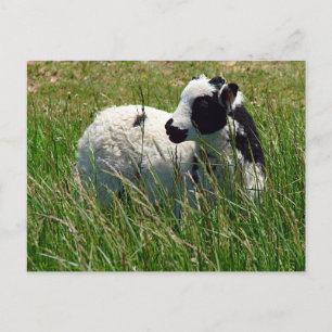 Jacob Ram Lamb Vykort