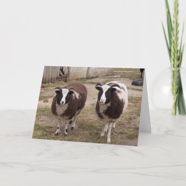 Jacob Sheep Hälsning Card Kort (Framsida)