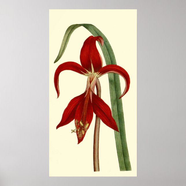 Jacobbaean Amaryllis Poster (Framsidan)