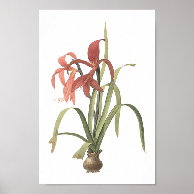 jacobean lily (Amaryllis formosissima) från Redout Poster (Framsidan)