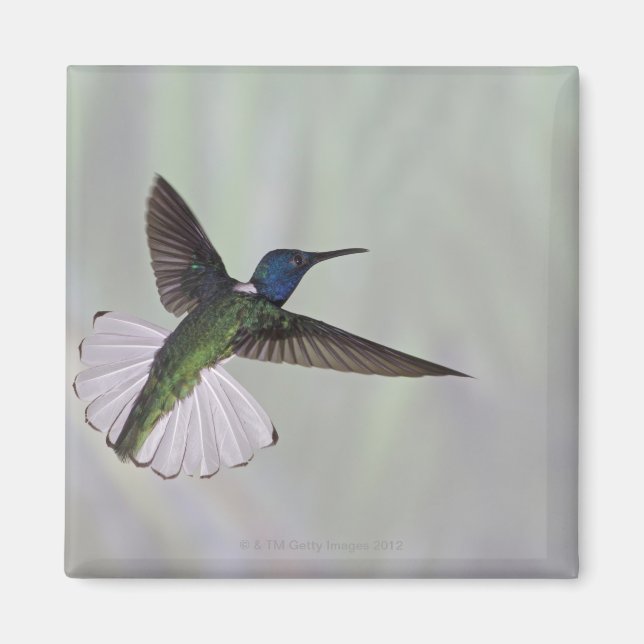 Jacobin Florisuga melivora Costa 2 Magnet (Framsidan)