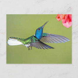 Jacobin Hummingbird in Flight Vykort