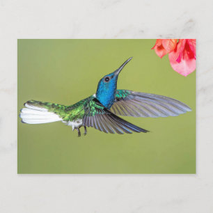 Jacobin Hummingbird in Flight Vykort