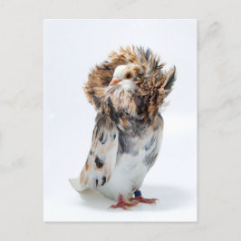 Jacobin Pigeon Vykort