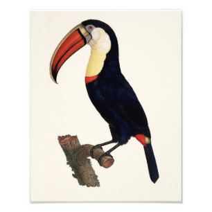 Jacques Barraband "Tucan" papegojareproduktion Fototryck