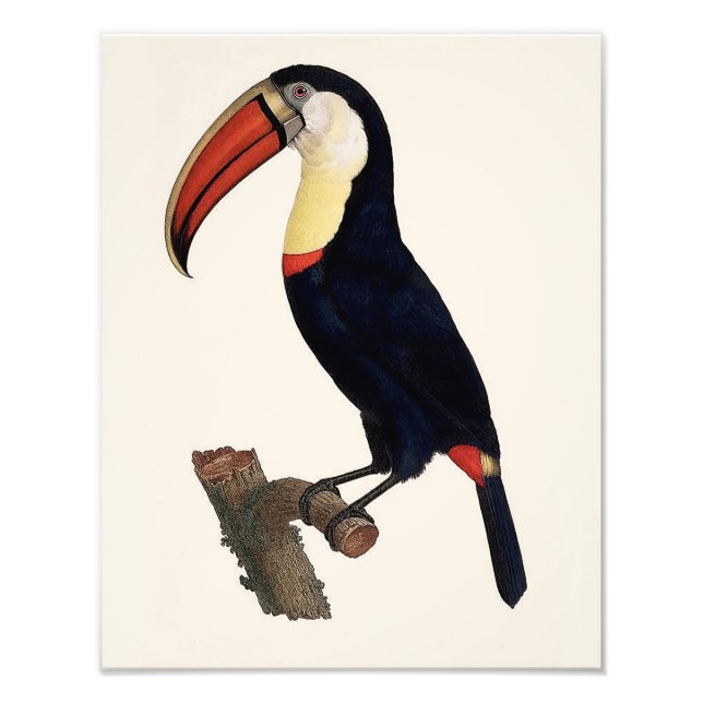 Jacques Barraband "Tucan" Parrot 1801 Reproduction Fototryck (Framsidan)