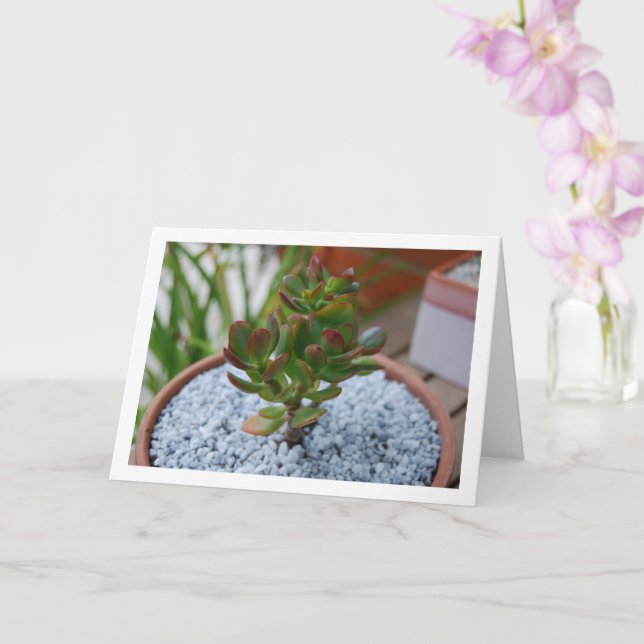Jade Plant, Lucky Money Succulary Plant Kort (Orkide)