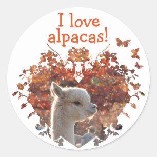 Jag älskar Alpacasklistermärkear Runt Klistermärke