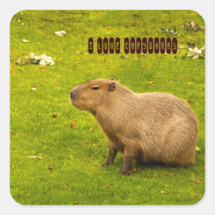 Jag älskar Capybaras dekal Fyrkantigt Klistermärke