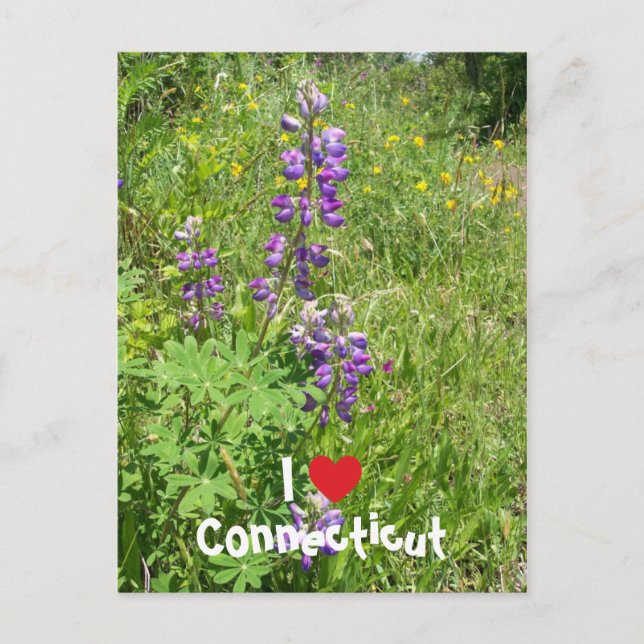 Jag älskar Connecticut Vykort (Framsida)