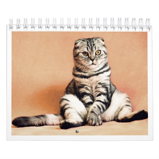Jag älskar katter kalender 2026 (Omslag)