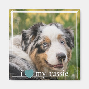 Jag älskar min Aussie Australian shepherd White Gr Magnet