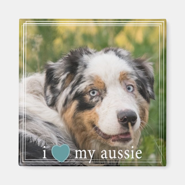 Jag älskar min Aussie Australian shepherd White Gr Magnet (Framsidan)